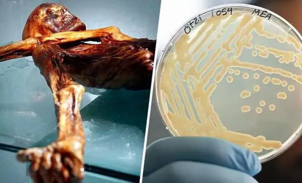 pan elaborado con otzi