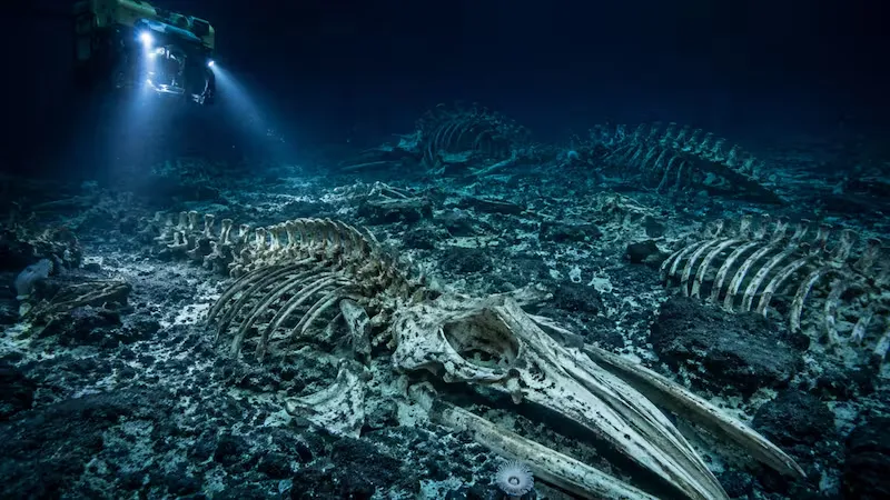 descubren cementerio de ballenas 7000 metros