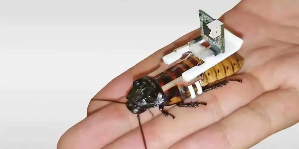 cientificos convierten cucarachas en pequeños robots