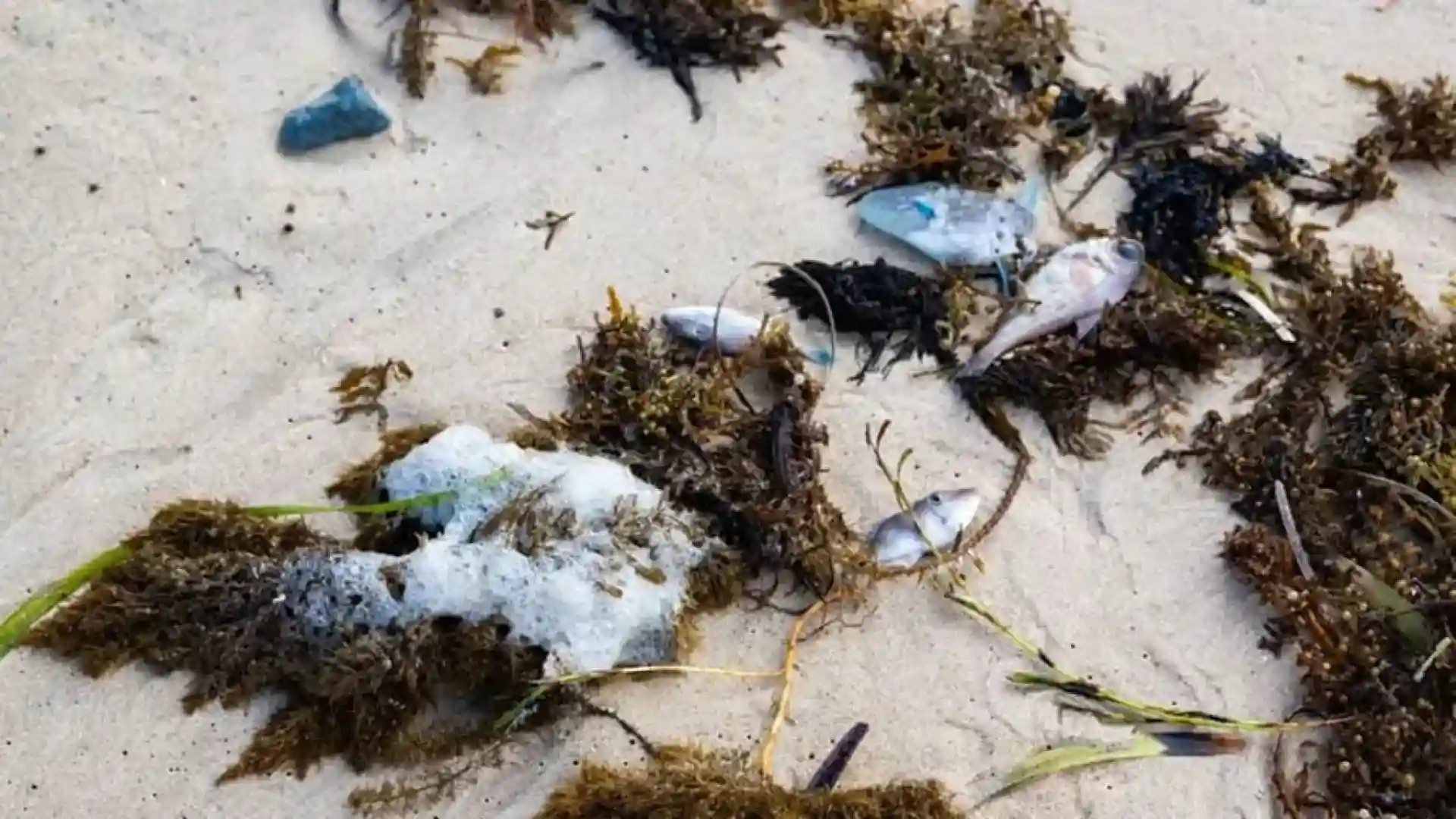 identifican alga toxica responsable de catastrofe marina