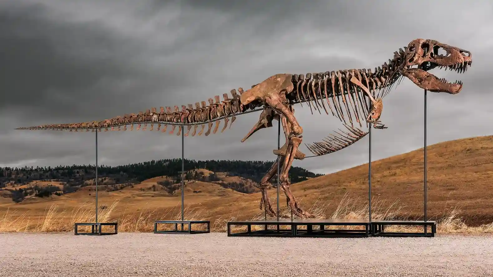 Un estudio confirma que algunas marcas en huesos hechas por el mismísimo Tyrannosaurus rex