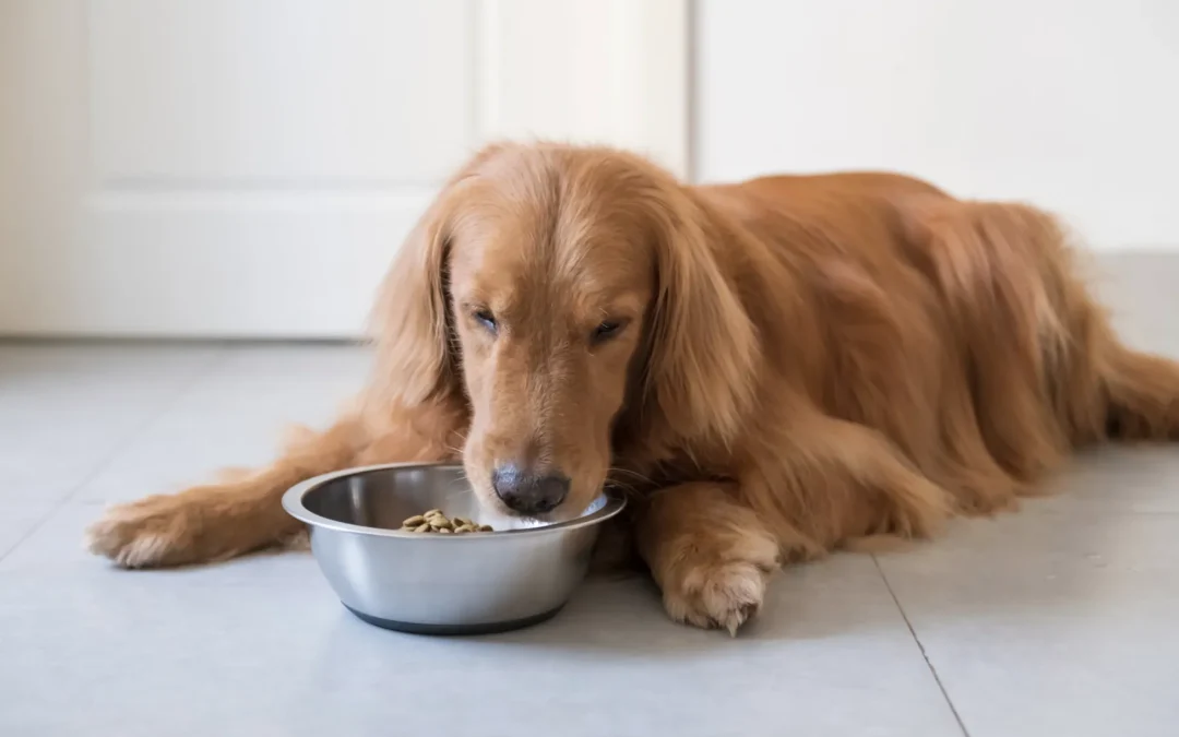 Retiran alimento húmedo Pedigree para perros por posible presencia de fragmentos de plástico