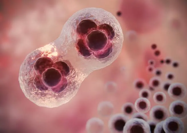Células de tu madre podrían permanecer en tu cerebro durante décadas