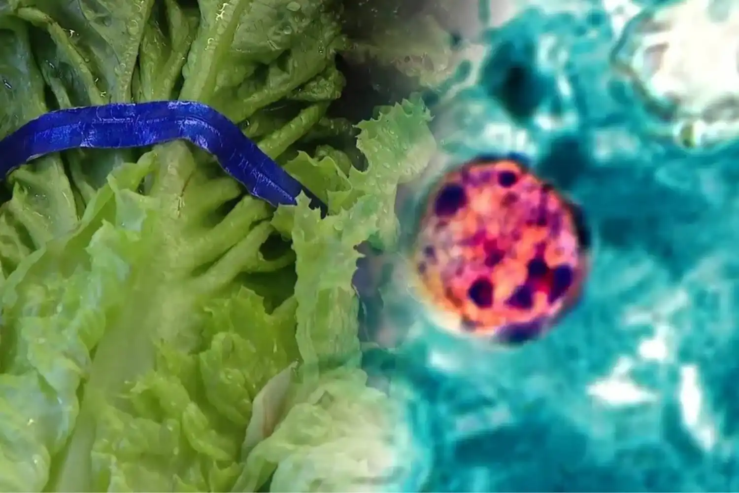 El brote de ciclosporiasis supera los 9.000 casos en Michigan