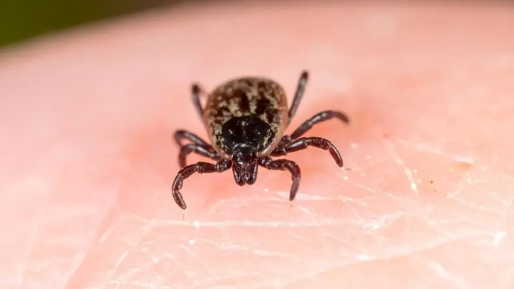 Se confirma en Nueva York el primer caso del virus Bourbon