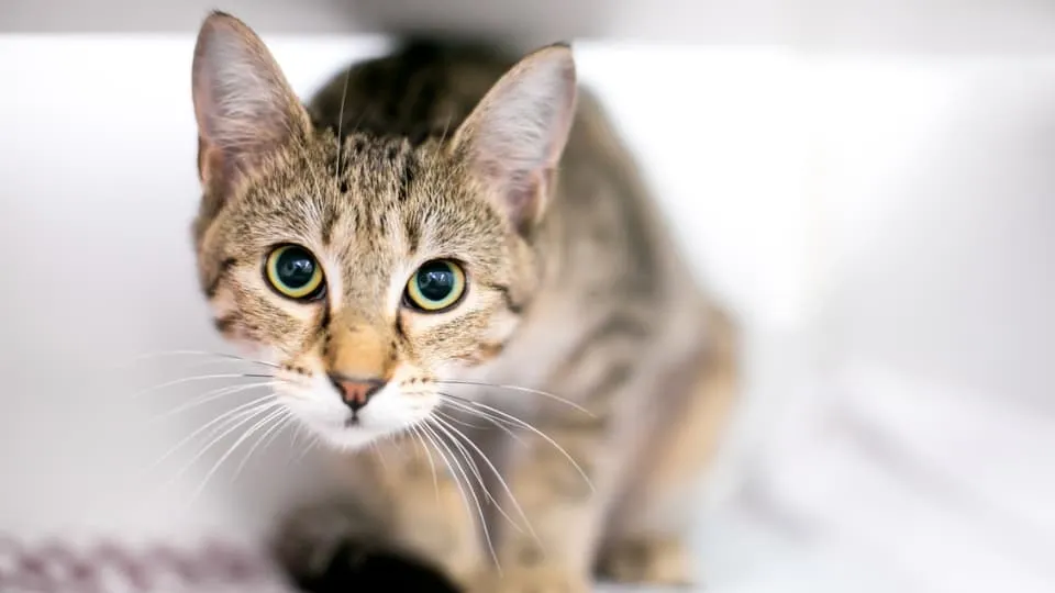 Por qué llevamos tanto al veterinario a perros y gatos Datos de 12 millones de mascotas dan la respuesta