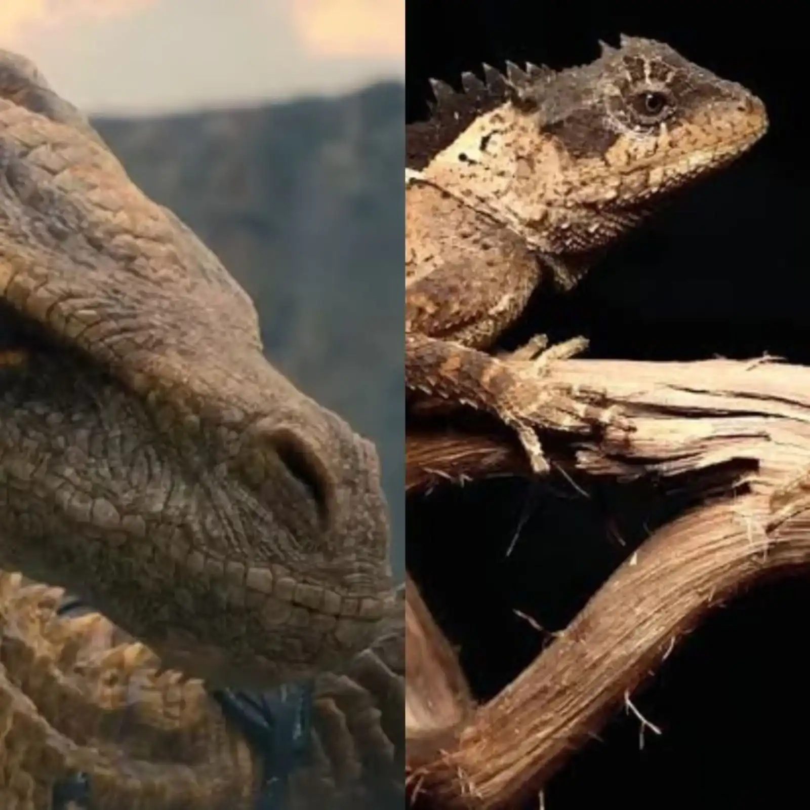 Descubren un extraño lagarto amarillo con apariencia de pequeño dragón oculto en las montañas de Tailandia 1
