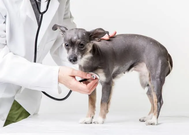 Presión alta en perros y gatos veterinarios advierten que puede dañar ojos riñones corazón y cerebro