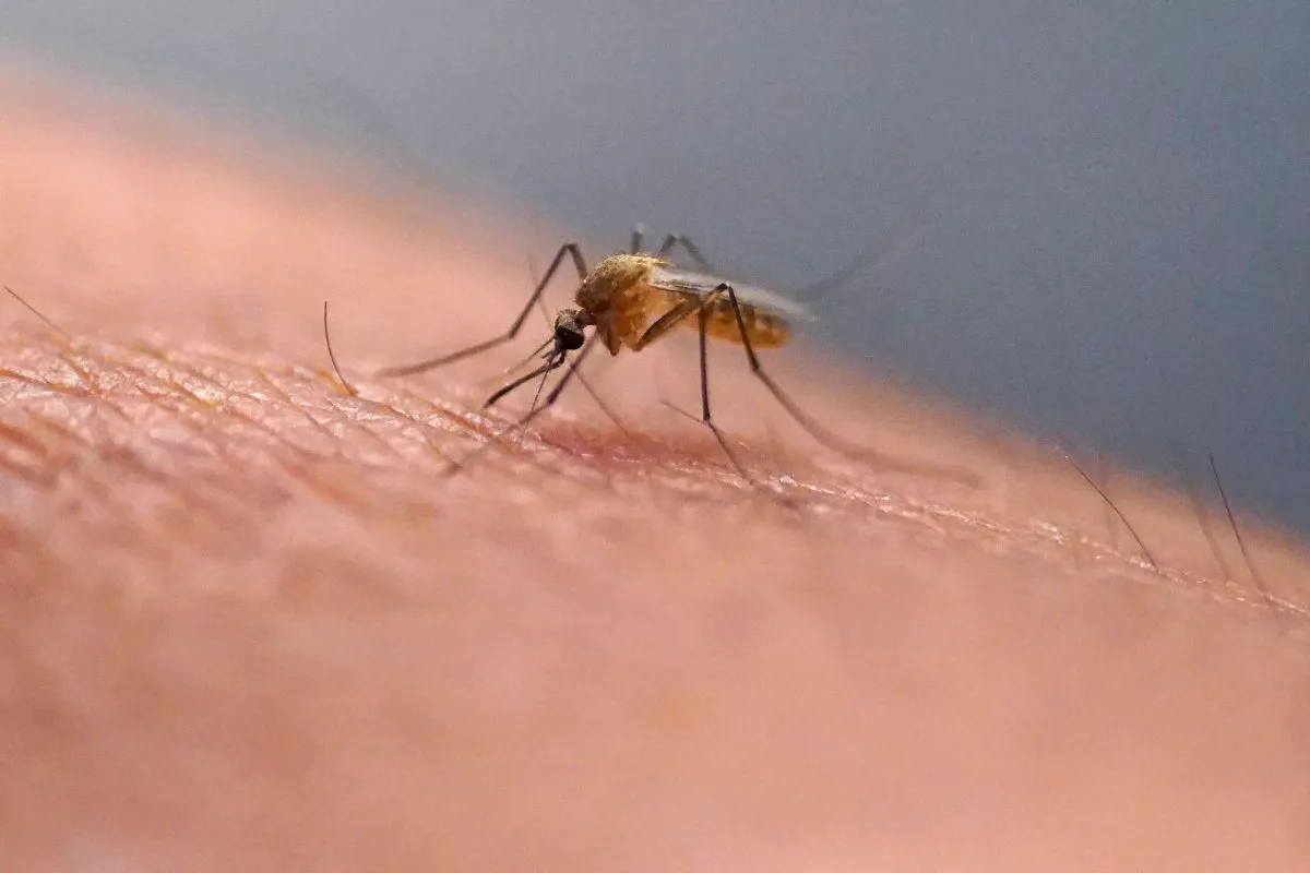 El condado de Hillsborough lidera los casos de dengue en Florida con un total que se duplica en una semana