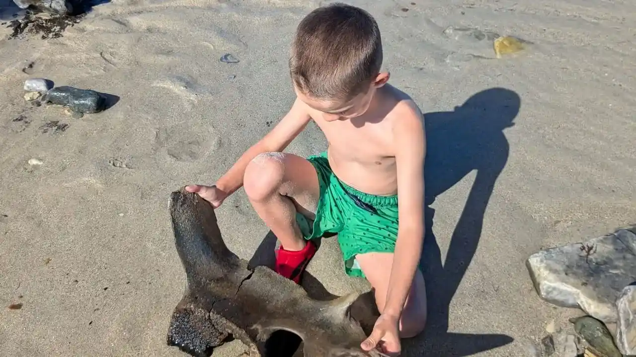 Un niño de 10 años encuentra el cráneo de una ballena de la Edad del Bronce enterrado en una playa 1
