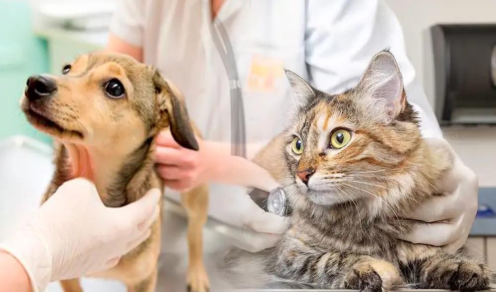 A qué edad debes esterilizar a tu perro Veterinarios advierten que la regla de los 6 meses ya no sirve para todos