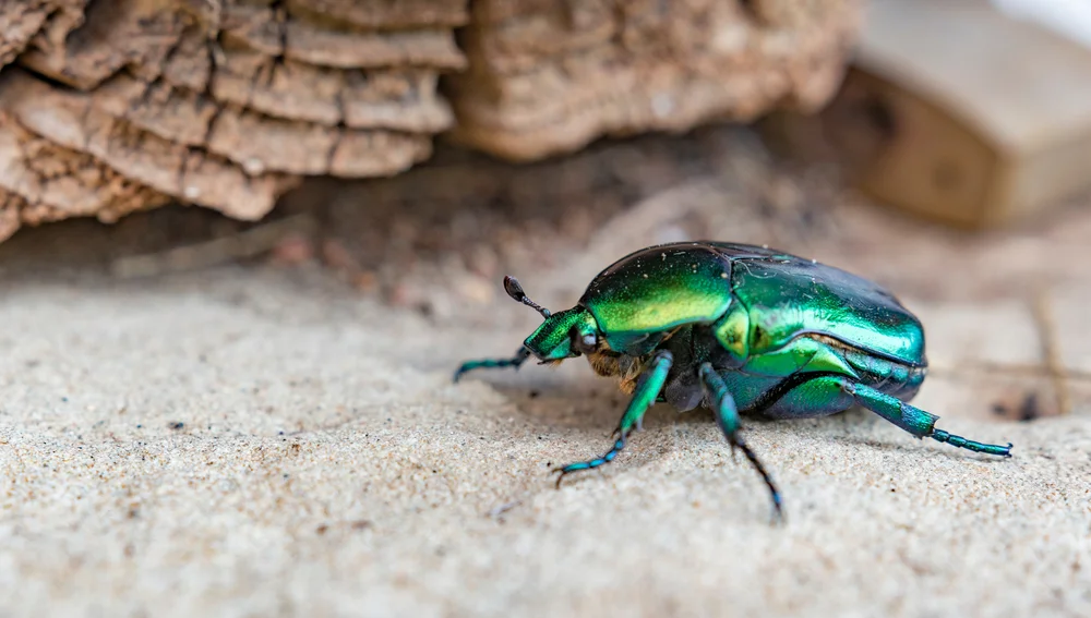 Descubren un escarabajo dorado y verde desconocido para la ciencia que solo apareció durante la noche en un bosque de India