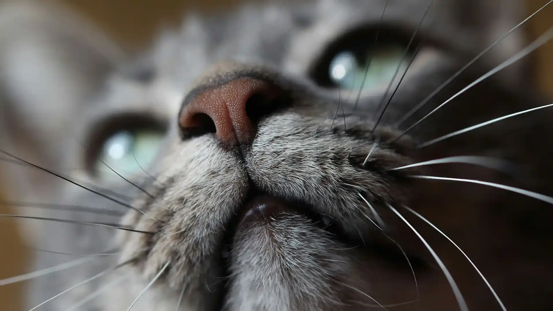 Primer gran mapa genético del cáncer en gatos revela una sorprendente similitud con tumores humanos convertido de jpg 1