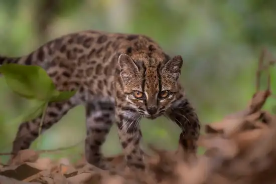 Creían que era un gato doméstico y resultó ser una especie desconocida es el primer nuevo felino identificado en más de 100 años