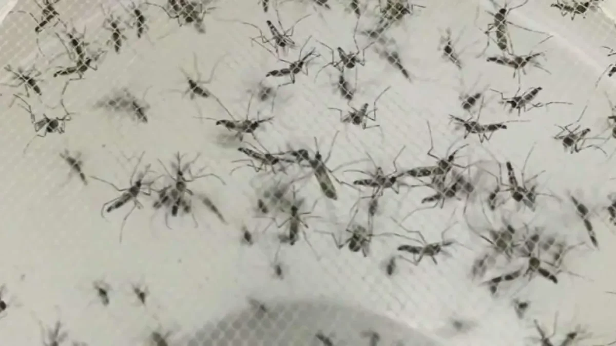 El departamento de salud informa que actualmente hay 134 casos de dengue en el condado de Hillsborough se confirma 1 muerte
