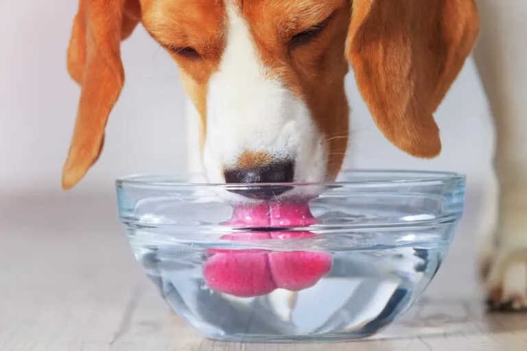 Una simple muestra de orina podría ayudar a saber qué perros con enfermedad renal tienen peor pronóstico