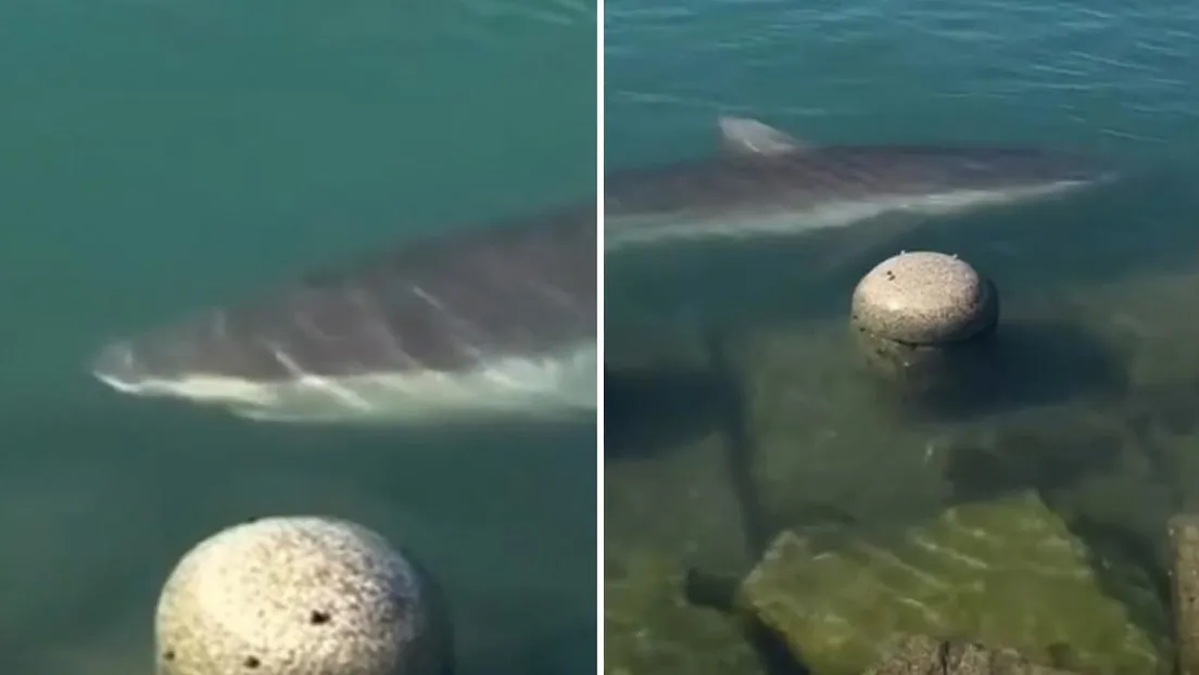 Un tiburón queda atrapado en un canal de una ciudad y se convierte en fenómeno viral más de 600.000 personas fueron a verlo