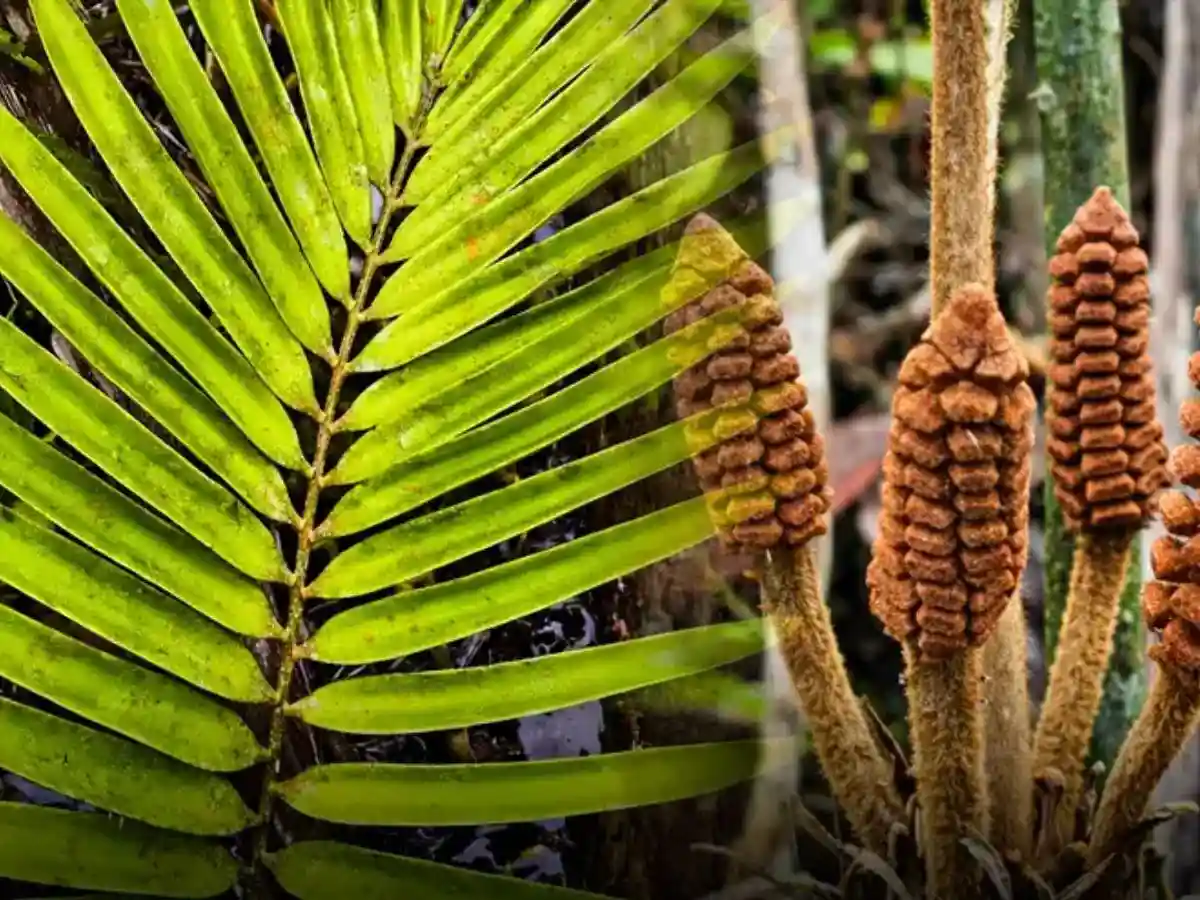 Una planta lleva al menos 43.600 años calentándose a sí misma y científicos acaban de encontrar una nueva población secreta