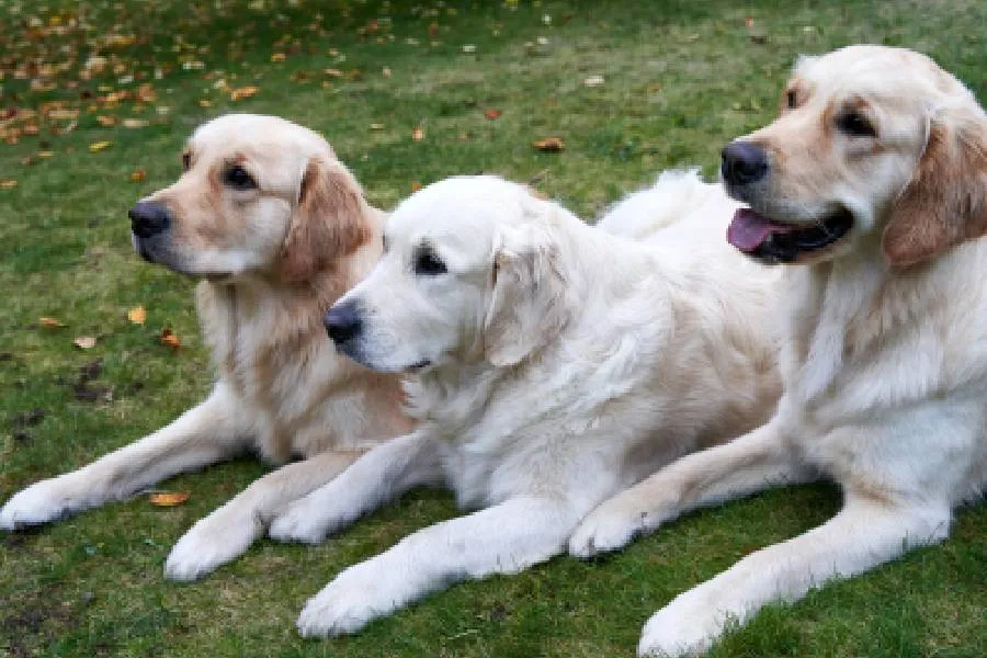 India se convierte en nueva apuesta mundial para el negocio de mascotas
