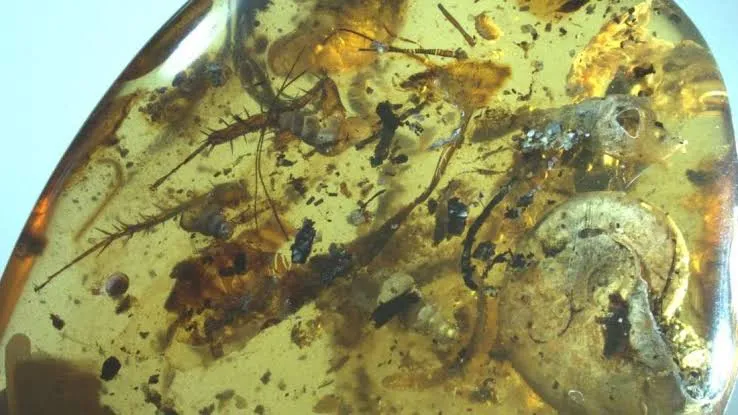 Descubren un insecto de 99 millones de años atrapado en ámbar con una trompa