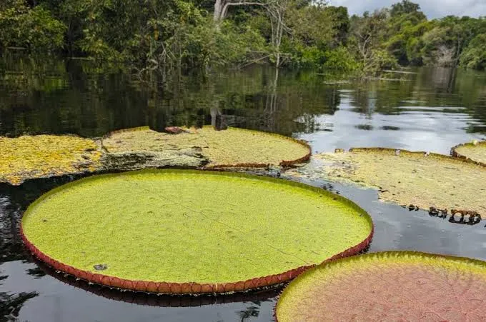 Descubren en Colombia una planta acuática gigante de dos metros gracias a una fotografía publicada en Instagram