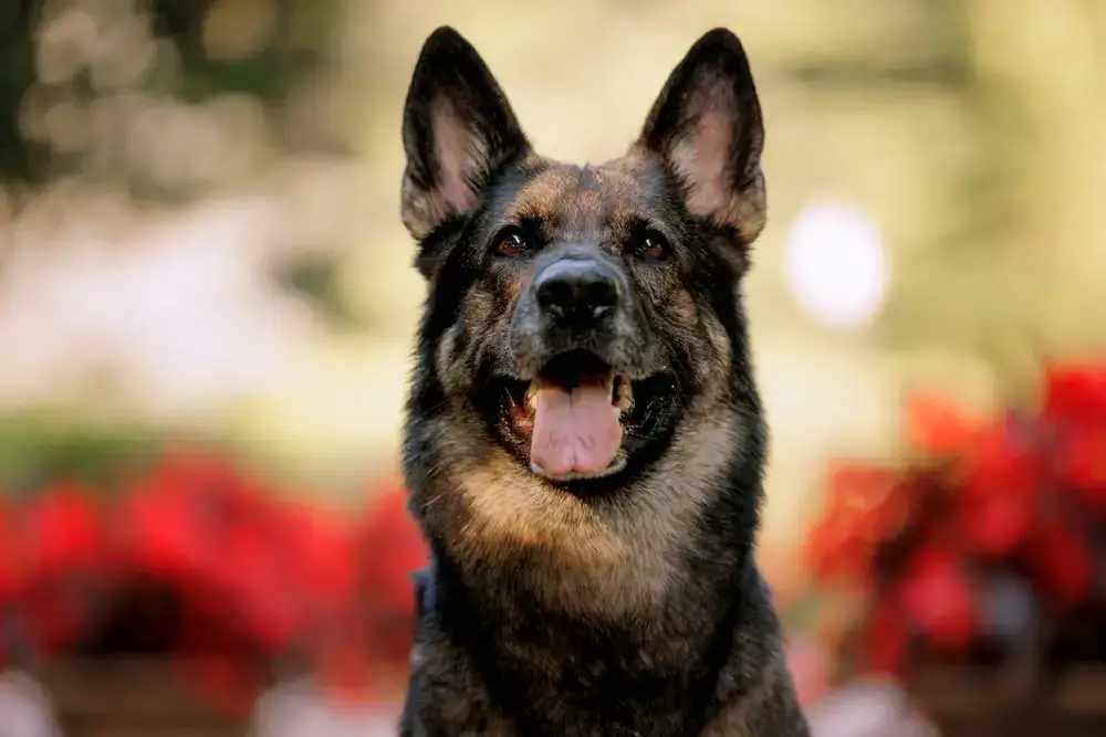 Nuevo estudio analiza un probiótico que mejora la diarrea y sensibilidad intestinal en perros pastor alemán