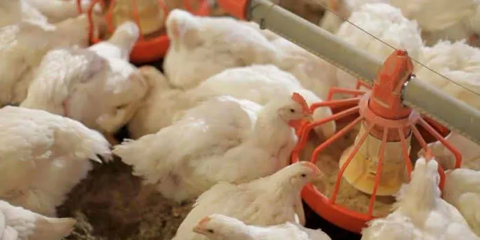 Veterinarios alertan sobre la dieta de aves domésticas demasiadas semillas pueden provocar graves problemas nutricionales