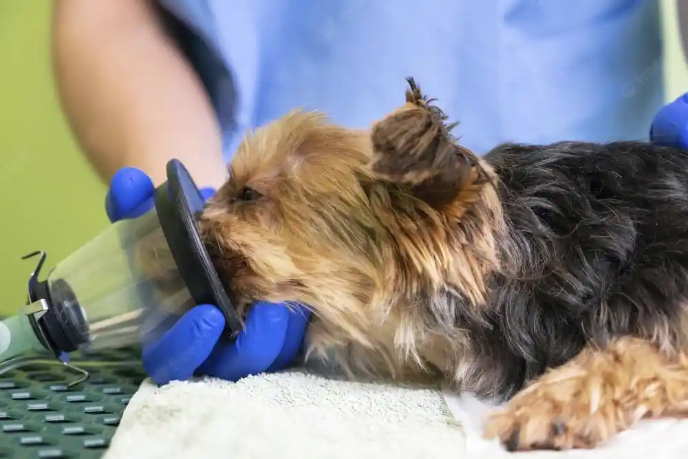 Gorras para migraña y antifaces de gel pueden ser mortales para perros estudio reporta 14 muertes o eutanasias 1