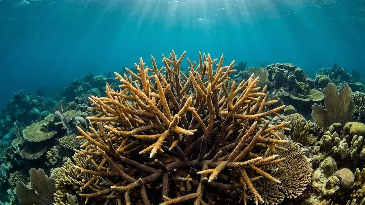 Hallan bajo el mar de Mozambique bosques de 5.000 años convertidos en arrecifes llenos de vida