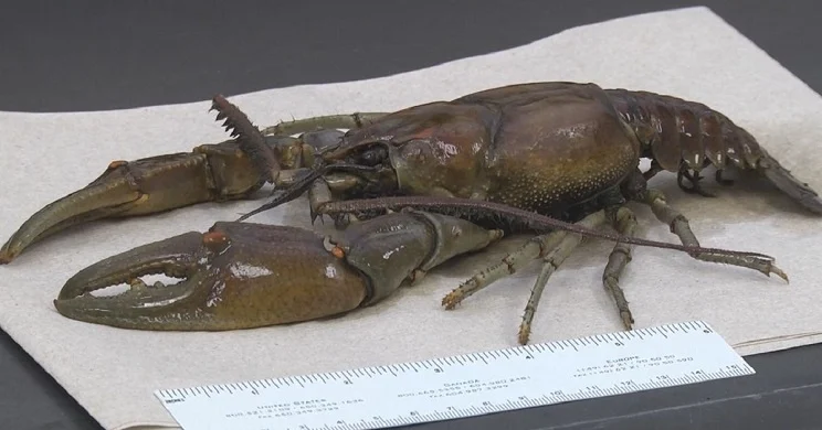 Buscaban el cangrejo de río más grande de Estados Unidos y encontraron un ejemplar que superó a Crawzilla