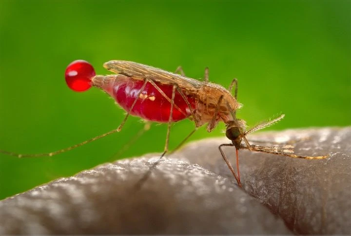 MALARIA
