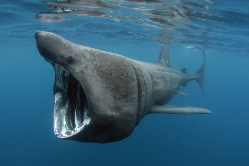 Tiburón-peregrino-01-510x340.jpg